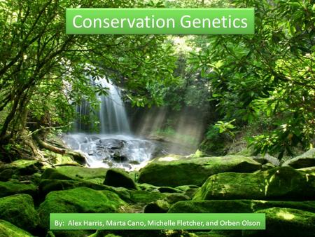 Conservation Genetics By: Alex Harris, Marta Cano, Michelle Fletcher, and Orben Olson.