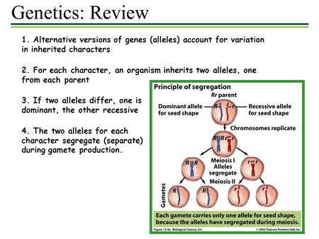 Genetics: Review 1. Alternative versions of genes (alleles) account for variation in inherited characters 2. For each character, an organism inherits two.