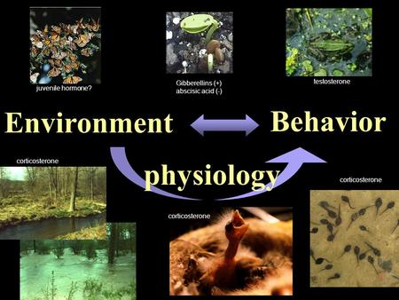 Testosterone juvenile hormone? corticosterone Gibberellins (+) abscisic acid (-) Environment Behavior physiology.