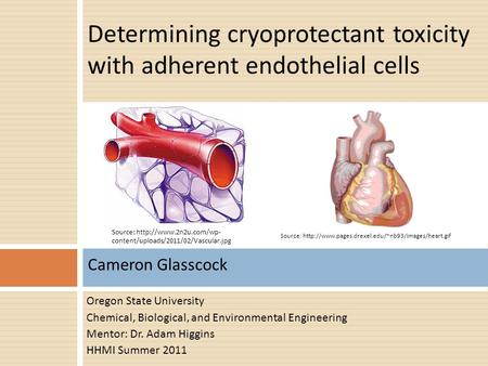 Oregon State University Chemical, Biological, and Environmental Engineering Mentor: Dr. Adam Higgins HHMI Summer 2011 Cameron Glasscock
