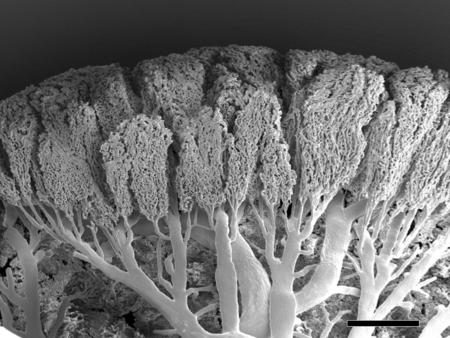 2C = diploid DNA content 2C most cells skeletal muscle syncytiotrophoblast mitosis 2C cell fusion mitosis 2C endomitosis 4C cardiomyocytes hepatocytes.