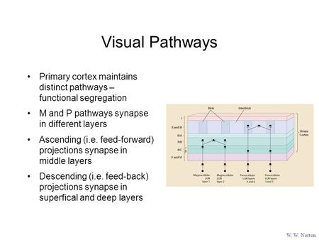 Visual Pathways W. W. Norton Primary cortex maintains distinct pathways – functional segregation M and P pathways synapse in different layers Ascending.