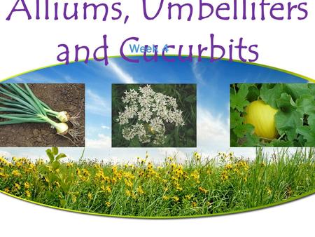 Alliums, Umbellifers and Cucurbits Week 4. Alliums Amaryllidaceae  Grown since prehistoric times  Over 400 species, many grown only for flowers  Odor.