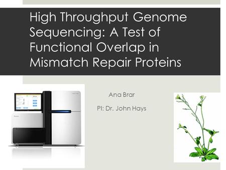 High Throughput Genome Sequencing: A Test of Functional Overlap in Mismatch Repair Proteins Ana Brar PI: Dr. John Hays.