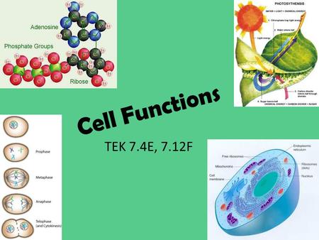 Cell Functions TEK 7.4E, 7.12F. Cells and their functions All organisms are made up of cells which are parts of all the body’s functions There are many.