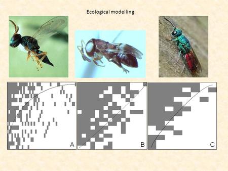 Ecological modelling. Our program 1.Matrix algebra I 2.Matrix algebra II 3.General additive models 4.Jackknifing and bootstrapping 5.Population models.