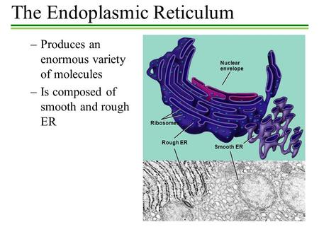 The Endoplasmic Reticulum