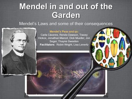 Mendel’s Peas and qs: Carla Cáceres, Renée Dawson, Tracey Hickox, Jonathan Marcot, Dick Mueller, Jon Seger, Thayne Sweeten Facilitators: Robin Wright,