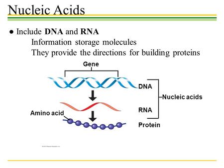 Gene DNA RNA Protein Amino acid Nucleic acids Nucleic Acids ● Include DNA and RNA Information storage molecules They provide the directions for building.