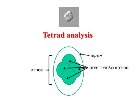 Tetrad analysis אסקוס ספורה/נבג/תוצר מיוזה טטרדה.