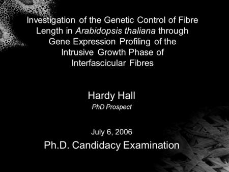 Investigation of the Genetic Control of Fibre Length in Arabidopsis thaliana through Gene Expression Profiling of the Intrusive Growth Phase of Interfascicular.