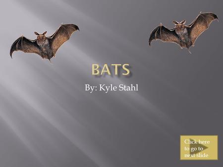 By: Kyle Stahl Click here to go to next slide  Bats live everywhere except for a few places  Some of those places are where its extremely hot or extremely.