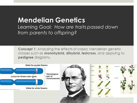 Mendelian Genetics Learning Goal: How are traits passed down from parents to offspring? Concept 1 : Analyzing the effects of classic Mendelian genetic.