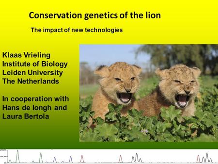 Conservation genetics of the lion Klaas Vrieling Institute of Biology Leiden University The Netherlands In cooperation with Hans de Iongh and Laura Bertola.