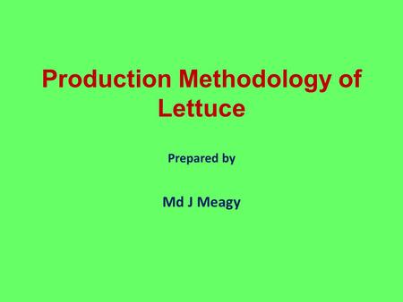 Production Methodology of Lettuce