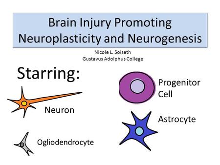 Brain Injury Promoting Neuroplasticity and Neurogenesis Nicole L. Soiseth Gustavus Adolphus College Astrocyte Neuron Progenitor Cell Starring: Ogliodendrocyte.