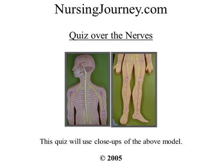 Quiz over the Nerves This quiz will use close-ups of the above model. NursingJourney.com © 2005.