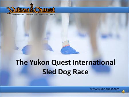 The Yukon Quest International Sled Dog Race www.yukonquest.com.