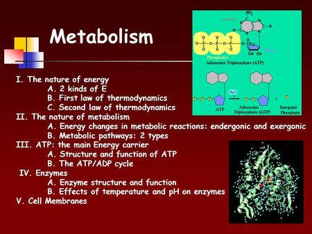 Metabolism I. The nature of energy A. 2 kinds of E B. First law of thermodynamics C. Second law of thermodynamics II. The nature of metabolism A. Energy.