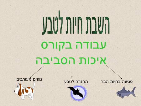 עבודה בקורס איכות הסביבה גופים מעורבים החזרה לטבע פגיעה בחיות הבר.