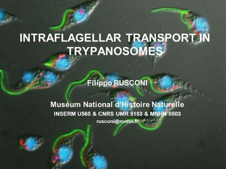 INTRAFLAGELLAR TRANSPORT IN TRYPANOSOMES Filippo RUSCONI Muséum National d’Histoire Naturelle INSERM U565 & CNRS UMR 5153 & MNHN 0503