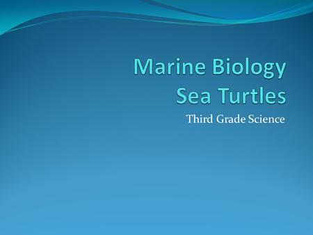 Third Grade Science. Babies Parents bury their eggs on the beach When the eggs hatch, the babies all scurry towards the ocean Baby sea turtles are guided.