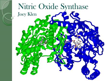 Nitric Oxide Synthase Joey Klen