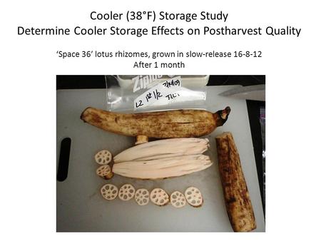 Cooler (38°F) Storage Study Determine Cooler Storage Effects on Postharvest Quality ‘Space 36’ lotus rhizomes, grown in slow-release 16-8-12 After 1 month.