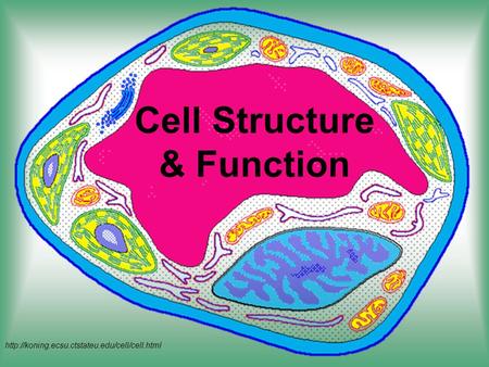 Cell Structure & Function