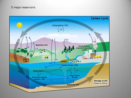 5 major reservoirs. 5 major reservoirs: atmosphere, terrestrial biosphere, oceans (and ocean critters), sediments, earth’s interior.