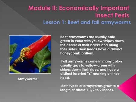 Beet armyworms are usually pale green in color with yellow stripes down the center of their backs and along their sides. Their heads have a distinct honeycomb.