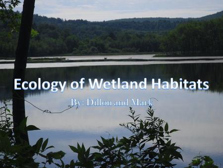 Swamps – Tadpoles eat the algae in the swamp Marshes – Turtles eat everything preventing overpopulation Peatlands – Moose eat peat moss out.