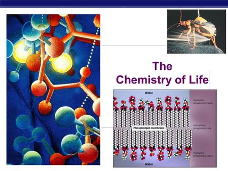 AP Biology 2007-2008 The Chemistry of Life AP Biology Why are we studying chemistry? Chemistry is the foundation of Biology.