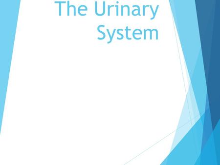 The Urinary System.