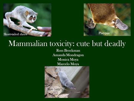 Mammalian toxicity: cute but deadly Ross Brockman Amanda Mondragon Monica Moya Marcelo Moya Platypus Slow loris Short-tailed shrew.