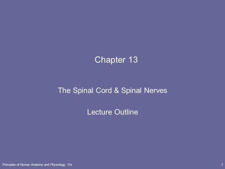 The Spinal Cord & Spinal Nerves Lecture Outline