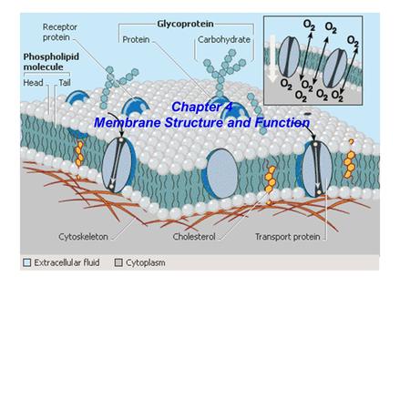 Membrane Structure and Function