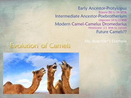 Evolution of Camels Early Ancestor-Protylopus