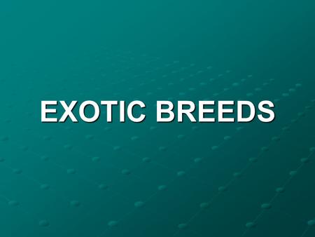 EXOTIC BREEDS.