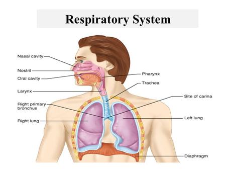 Respiratory System.