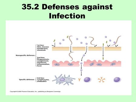 35.2 Defenses against Infection