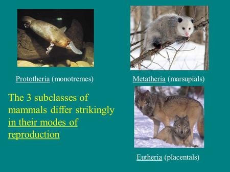 Prototheria (monotremes)