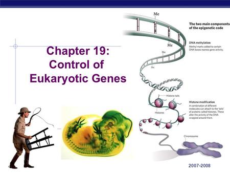 Control of Eukaryotic Genes