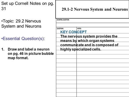 Nervous System and Neurons