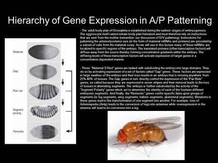 - The adult body plan of Drosophila is established during the earliest stages of embryogenesis. The egg/oocyte itself cannot initiate body plan formation.