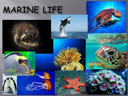 Marine LIFE.