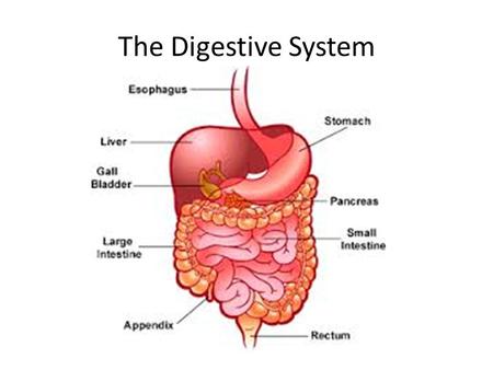 The Digestive System.