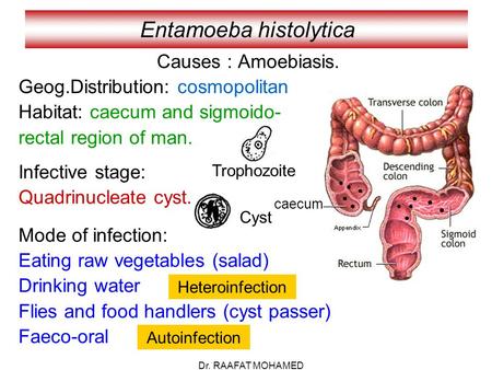 Entamoeba histolytica