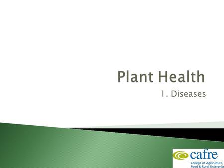 1. Diseases.  Mostly caused by fungi and viruses.  Infection may come from: 1.Soil (soil borne) 2.Seed (seed borne) 3.Residue of previous crop. 4.Green.