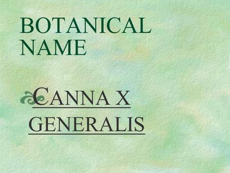 BOTANICAL NAME  C ANNA X GENERALIS PRONUNCIATION  KAN – nuh jen – er – RAY - liss.